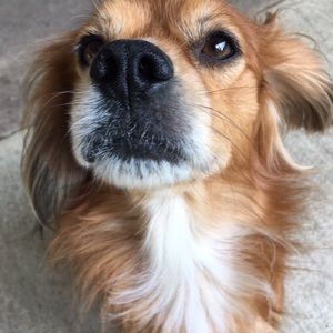 Meet your Posher, Genie